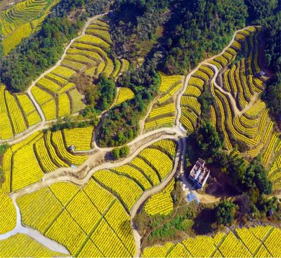 宜春明月山温汤镇:在乡村振兴路上走出新&ldquo;硒&rdquo;望